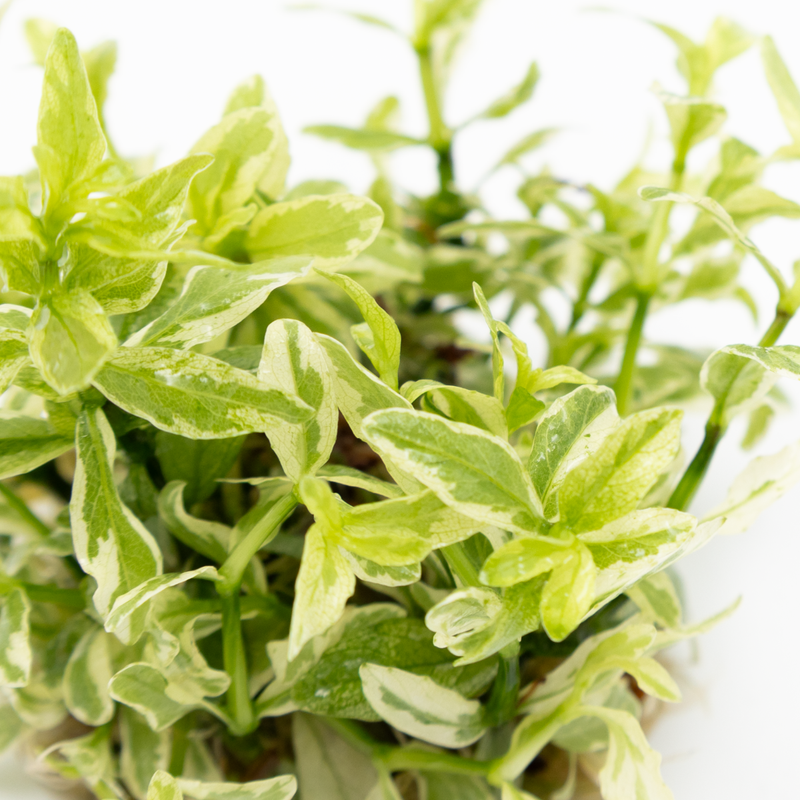 Tropica Hygrophila polysperma 'White' 1-2-Grow!