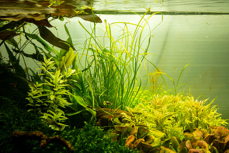 Tropica Sagittaria subulata 'Needle Leaf' 1-2-Grow!