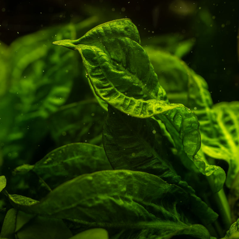 Tropica Echinodorus grisebachii 'Tropica' 1-2-Grow!