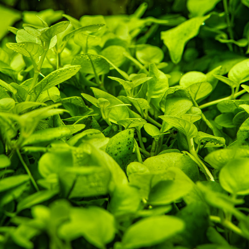 Tropica Hygrophila serpyllum 1-2-Grow!