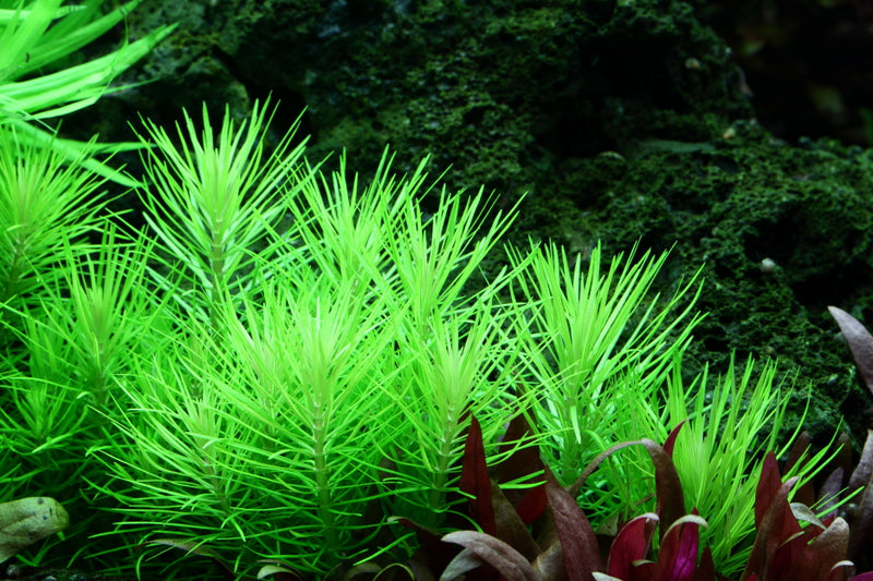 Tropica Pogostemon deccanensis 1-2-Grow!