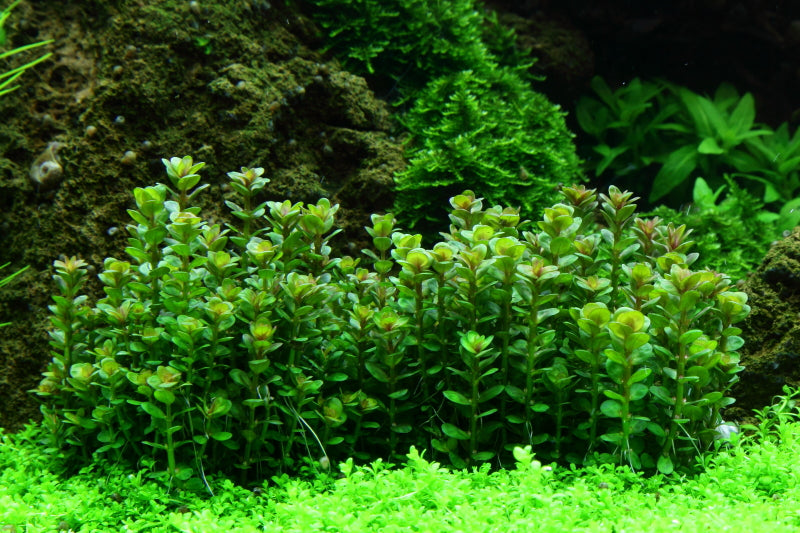 Tropica Rotala indica 'Bonsai' 1-2-Grow!