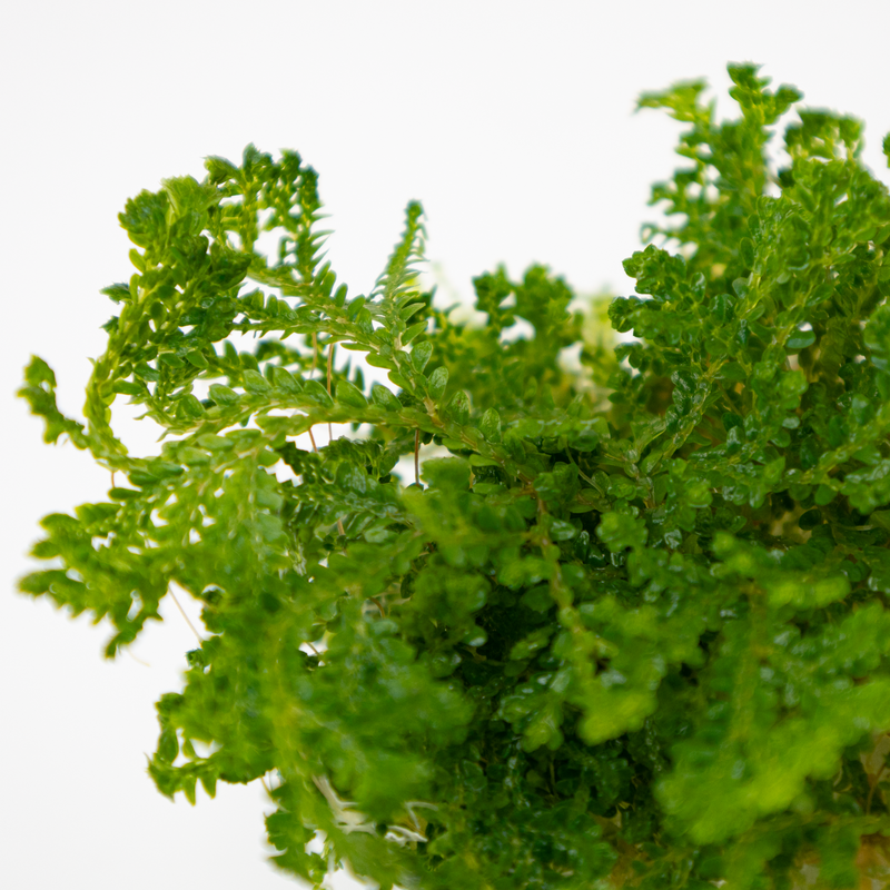 Tropica Selaginella uncinata 1-2-Grow!