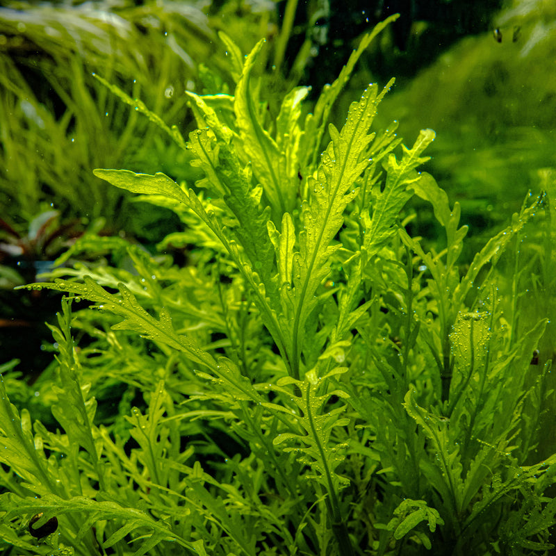 Tropica Hygrophila odora 1-2-Grow!