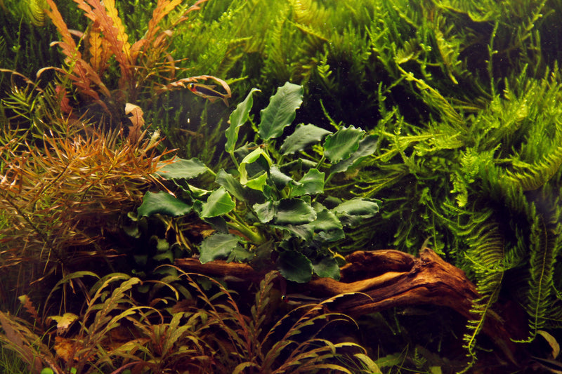 Tropica Anubias barteri var. nana ’Kirin’
