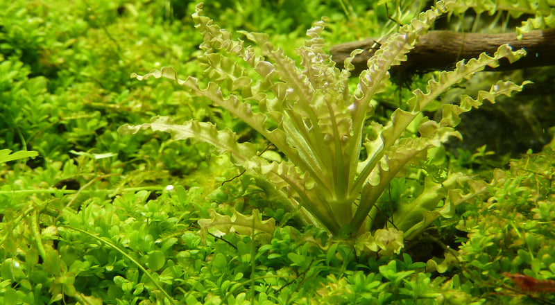 Tropica Pogostemon helferi 1-2-Grow!