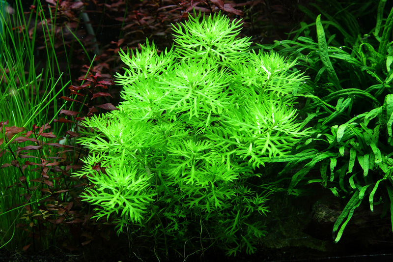 Tropica Hottonia palustris 1-2-Grow!