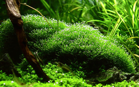 Tropica Riccia fluitans 1-2-Grow!