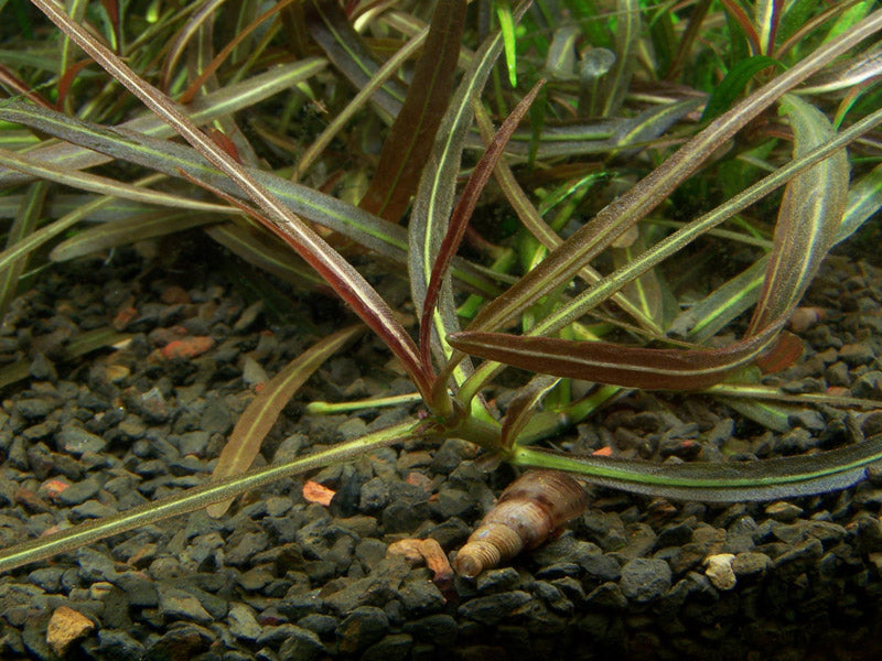 Tropica Hygrophila lancea 'Araguaia' 1-2-Grow!