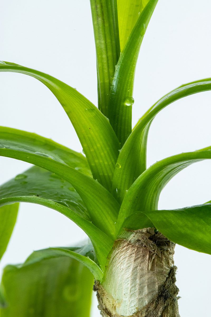 Tropica Crinum Thaianum