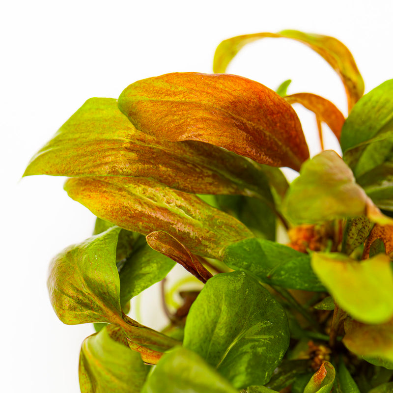Tropica Lysimachia parvifolia ‘Red’ 1-2-Frow!