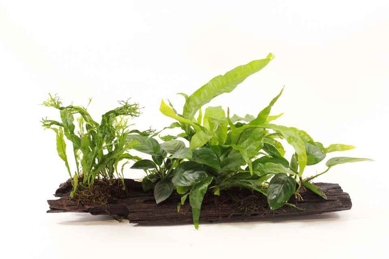 Kienhout XL met 5 planten