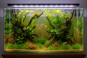 80 cm Aquarium Plantenmix