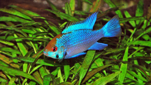 Mikrogeophagus ramirezi Electric Blue