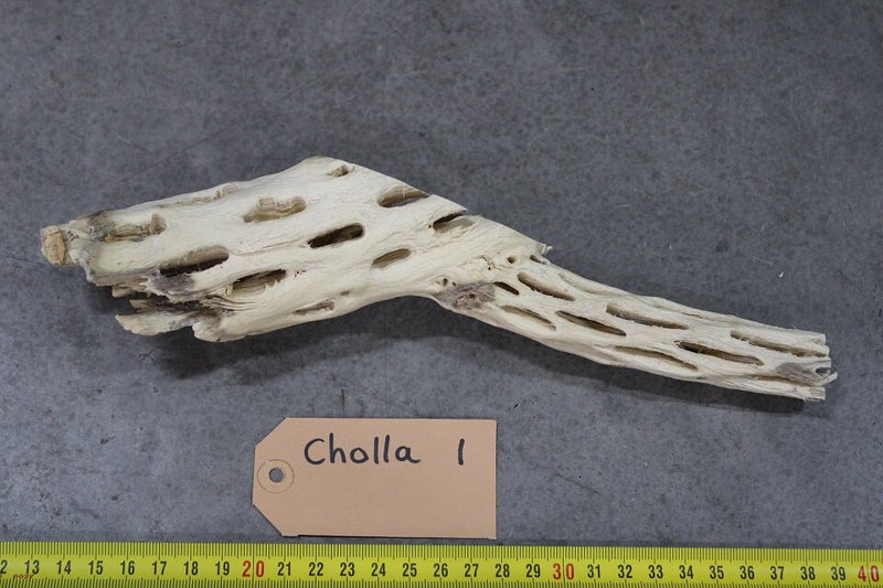 Cholla Wood