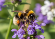 Aardhommel Wildlife Explorer magneet