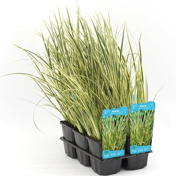 Acorus Calamus Gramineus
