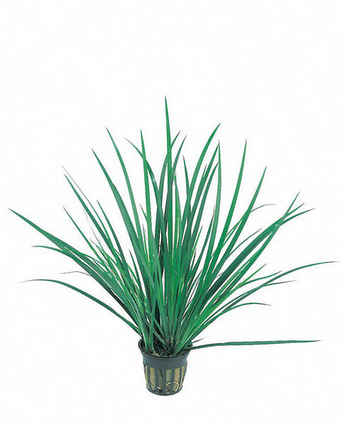 Acorus Gramineus - Terrascape -Terrariumplanten