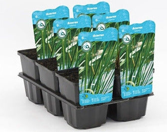 Acorus Calamus