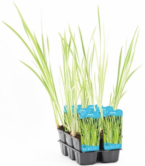 Acorus Calamus Variegata