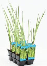 Acorus Calamus Variegata