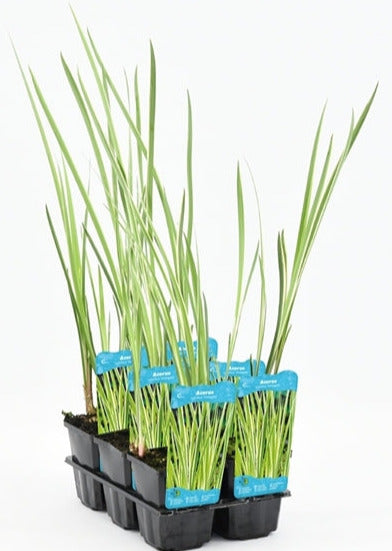 Acorus Calamus Variegata