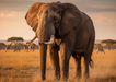 African Elephant Magnet