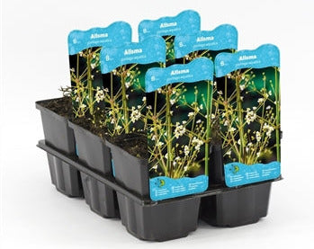 Alisma Plantago-Aquatica