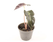 Alocasia Pink Dragon - Terrascape - Terrariumplanten