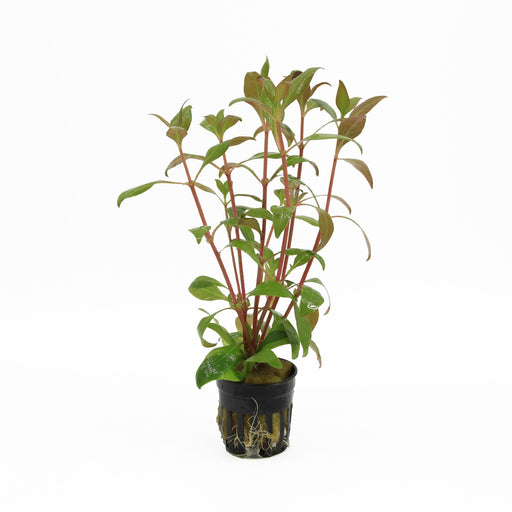 Alternanthera Reineckii