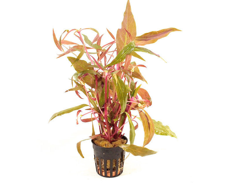 Alternanthera Reineckii 'Pink'  - Aquascape - Aquariumplanten