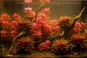 Amazonas Biotoop Plantenmix - Middenzone