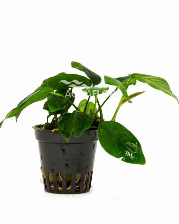 Anubias Nana Bolang aquariumplant