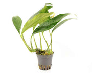 Anubias Afzeli aquariumplant