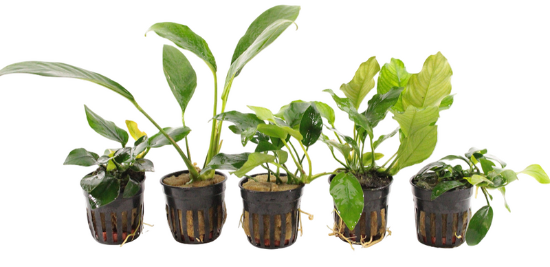 Anubias aquariumplanten mix met verschillende Anubias-soorten