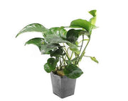 Anubias Barteri XL aquariumplant