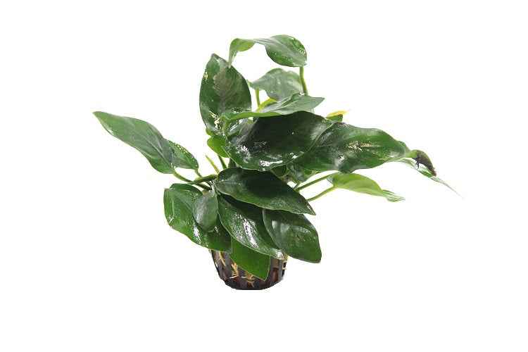Anubias Mix