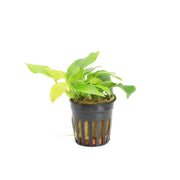 Anubias Nana Golden