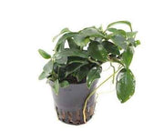 Anubias Mix