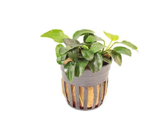 Anubias Nana Petite