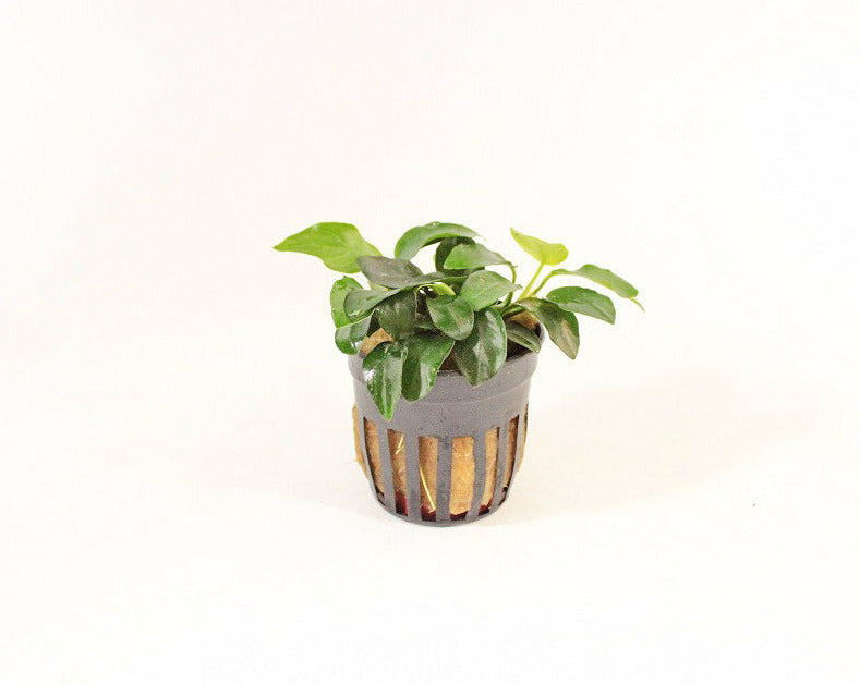 Anubias Nana Petite - In Vitro - Aquascape - Aquariumplanten