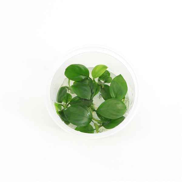 Anubias Nangi - In Vitro