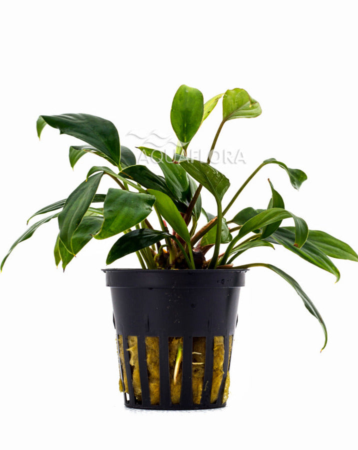 Anubias Sagittae - Aquascape - Aquariumplanten