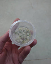 Anubias Snow White - In Vitro - Aquascape - Aquariumplanten