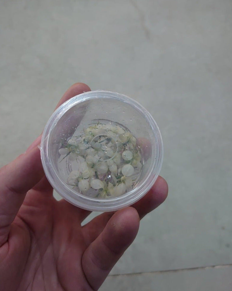 Anubias Snow White - In Vitro - Aquascape - Aquariumplanten