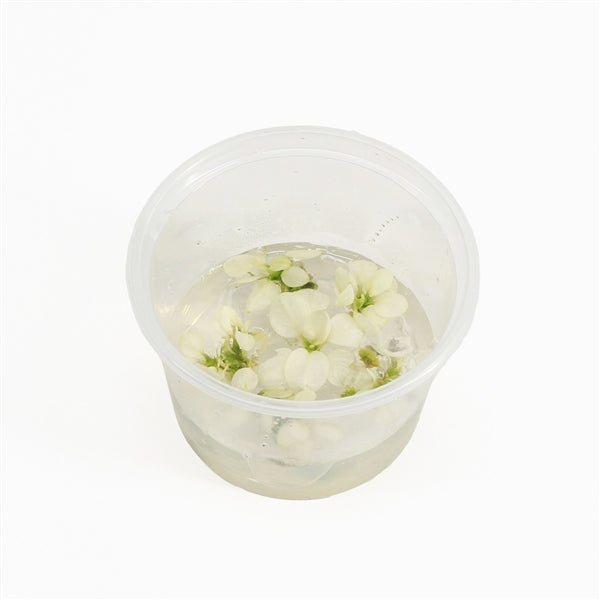 Anubias Snow White - In Vitro