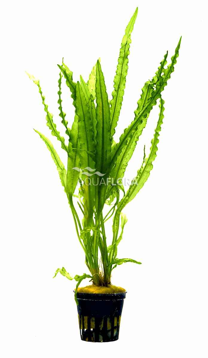 Aponogeton Crispus