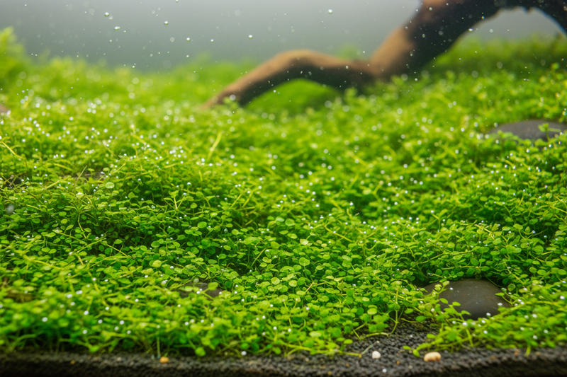 Aquascape Plantenmix Voorzone