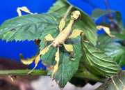 Australische flappentak Extatosoma tiaratum – Wildlife Explorer