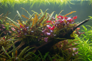 Aziatisch Biotoop Plantenmix Middenzone